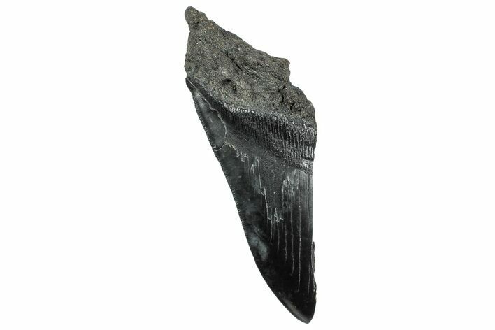 Partial Fossil Megalodon Tooth - Serrated Edge #320686